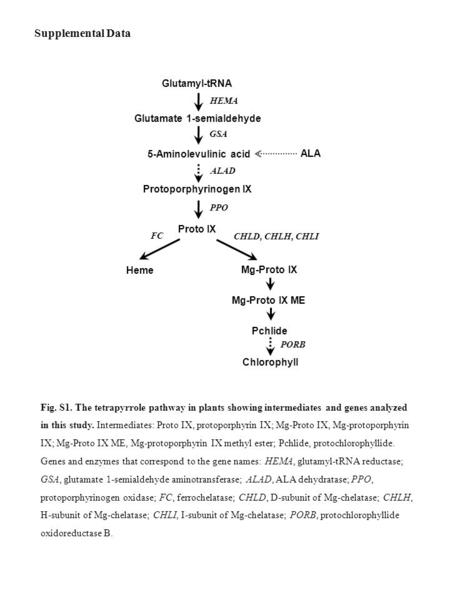 Glutamyl-tRNA 5-Aminolevulinic acid Protoporphyrinogen IX Mg-Proto IX Heme Mg-Proto IX ME HEMA GSA PPO FC PORB CHLD, CHLH, CHLI Glutamate 1-semialdehyde.