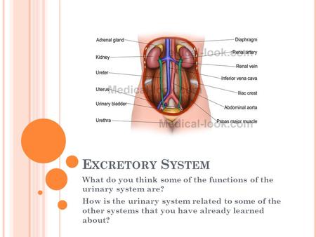 E XCRETORY S YSTEM What do you think some of the functions of the urinary system are? How is the urinary system related to some of the other systems that.