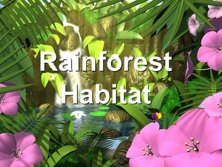 Rainforest Habitat.
