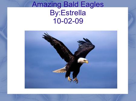 Amazing Bald Eagles By:Estrella 10-02-09. Introduction Many people don't like bald eagles. But why don't many people like bald eagles? Did you know they.