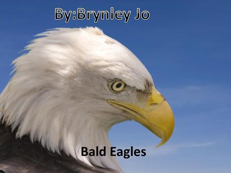 By:Brynley Jo Bald Eagles.