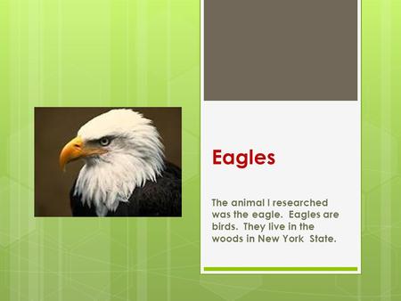 Eagles The animal I researched was the eagle. Eagles are birds. They live in the woods in New York State.