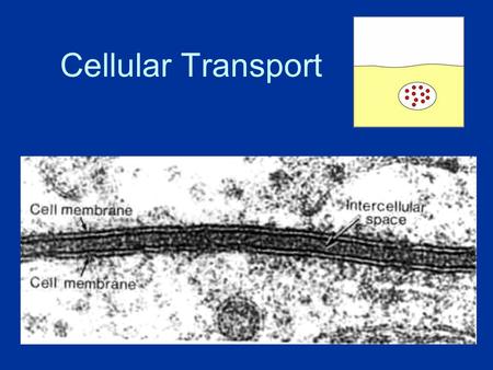 Cellular Transport. About Cell Membranes 1.All cells have a cell membrane 2.Functions: a.Controls what enters and exits the cell to maintain an internal.