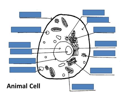 Animal Cell. Plant Cell Journey through the cell https://www.youtube.com/watch?v=VJEfeXU3 f24 https://www.youtube.com/watch?v=VJEfeXU3 f24.