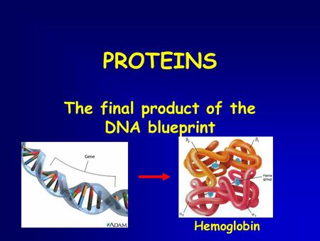 PROTEINS The final product of the DNA blueprint Hemoglobin.