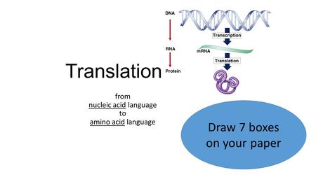 Translation from nucleic acid language to amino acid language Draw 7 boxes on your paper.