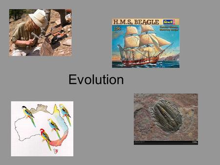 Evolution. Scientists believe that all living organisms on earth share a common ancestor. Newer species arise from older species by evolution. Evolution.