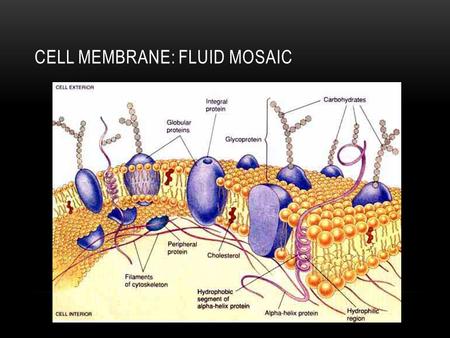 CELL MEMBRANE: FLUID MOSAIC. CELL/ PLASMA MEMBRANE Separates the inside of the cell from its environment Receives messages from outside Allows things.