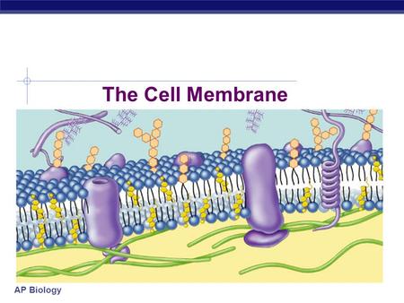 AP Biology The Cell Membrane AP Biology Overview  The cell membrane separates the inside of a living cell from its surroundings  Function to maintain.