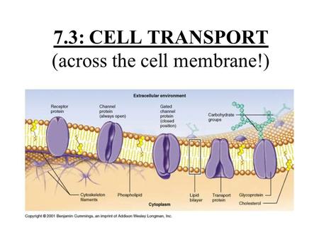 7.3: CELL TRANSPORT (across the cell membrane!) Vocabulary Osmosis Diffusion Facilitated Diffusion Osmotic Pressure Isotonic Hypertonic Hypotonic Active.