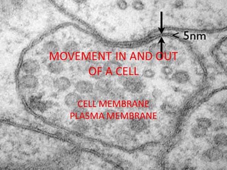 MOVEMENT IN AND OUT OF A CELL CELL MEMBRANE PLASMA MEMBRANE.