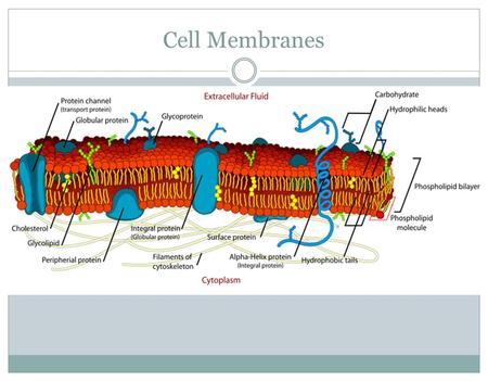 Cell Membranes.