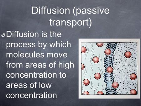 Diffusion (passive transport) Diffusion is the process by which molecules move from areas of high concentration to areas of low concentration.
