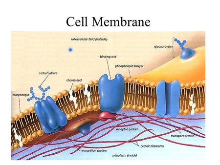 Cell Membrane. Cell Membrane (cont’d) The conditions within a cell must remain relatively constant at all times The process of maintaining this constant.