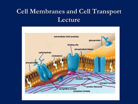 Cell Membranes and Cell Transport Lecture