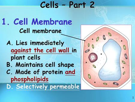 1 A. Lies immediately against the cell wall in plant cells B. Maintains cell shape C. Made of protein and phospholipids D. Selectively permeable 1. Cell.