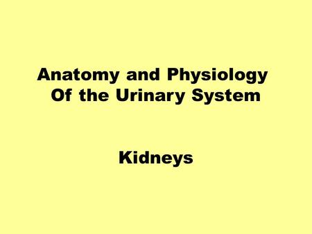Anatomy and Physiology Of the Urinary System Kidneys.