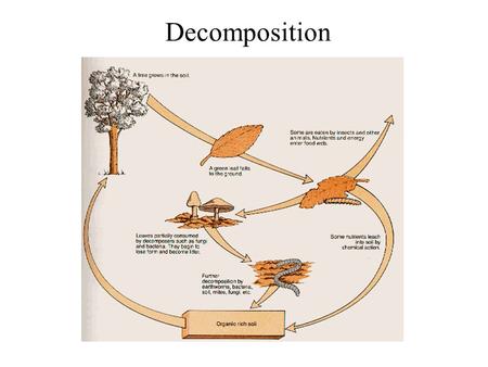 Decomposition. Role in ecosystems – decomposition is gradual disintegration of dead organic matter and is brought about by both physical and biological.