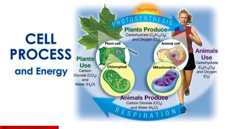 Cell Process and Energy.