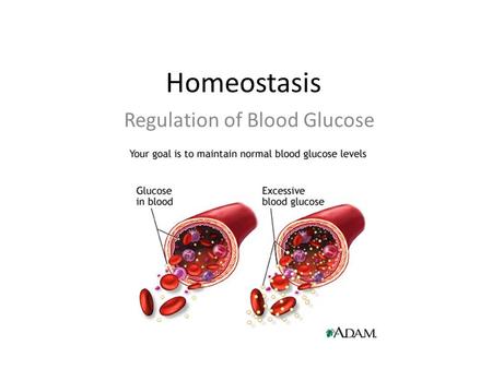 Homeostasis Regulation of Blood Glucose. Homeostasis Animals possess a nervous system and a hormonal system that interact in order to maintain the constancy.