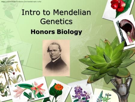 Intro to Mendelian Genetics Honors Biology https://conradchrabol.wordpress.com/mendels-early-works/