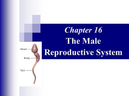 Chapter 16 The Male Reproductive System. The Reproductive System  Gonads – primary sex organs  Testes in males  Ovaries in females  Gonads produce.