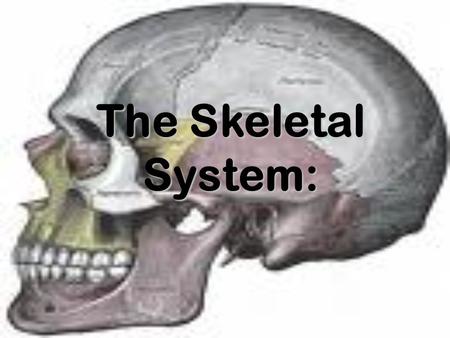 The Skeletal System:. The Skeletal System Copyright © 2003 Pearson Education, Inc. publishing as Benjamin Cummings  Parts of the skeletal system  Bones.