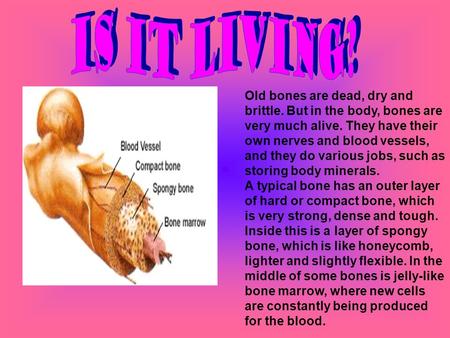 Old bones are dead, dry and brittle. But in the body, bones are very much alive. They have their own nerves and blood vessels, and they do various jobs,