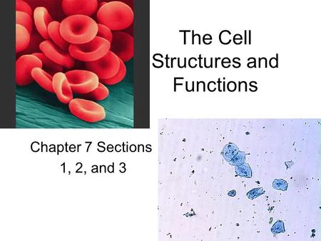 The Cell Structures and Functions Chapter 7 Sections 1, 2, and 3.