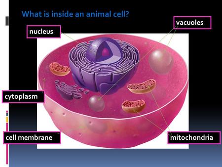 What is inside an animal cell?