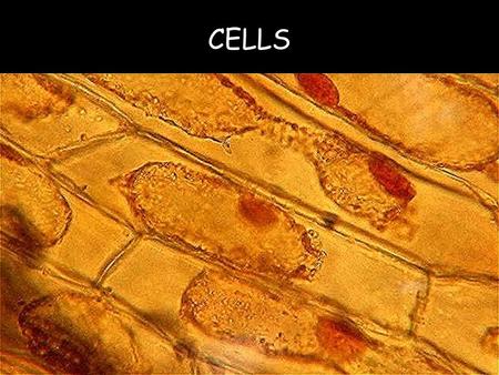 CELLS. A cell is the smallest basic unit of matter that can carry on the process of life.
