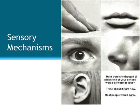 Sensory Mechanisms.