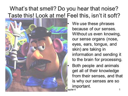 Psych 101 Chapter 41 What’s that smell? Do you hear that noise? Taste this! Look at me! Feel this, isn’t it soft? We use these phrases because of our.