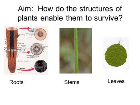 Aim: How do the structures of plants enable them to survive? RootsStems Leaves.