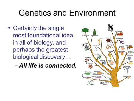 Genetics and Environment Certainly the single most foundational idea in all of biology, and perhaps the greatest biological discovery… –All life is connected.