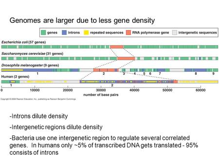 Genomes are larger due to less gene density -Introns dilute density -Intergenetic regions dilute density -Bacteria use one intergenetic region to regulate.