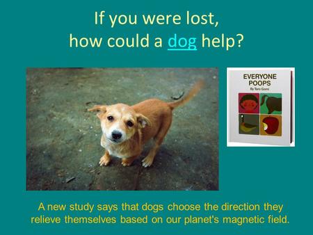 If you were lost, how could a dog help?