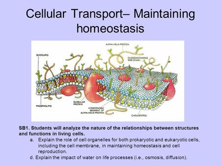 Cellular Transport– Maintaining homeostasis