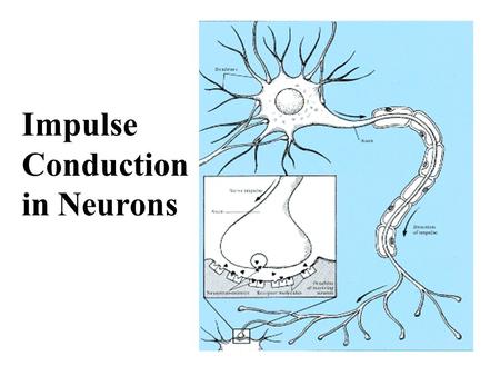 Impulse Conduction in Neurons. Learning Targets By the end of this lesson, you should be able to: Explain what polarized, depolarized, and repolarized.