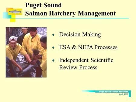 Puget Sound Salmon Hatcheries April 2003 Puget Sound Salmon Hatchery Management Decision Making ESA & NEPA Processes Independent Scientific Review Process.