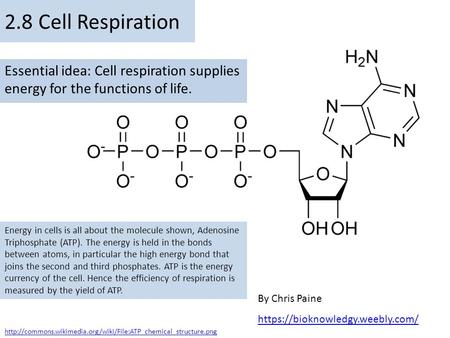 2.8 Cell Respiration Essential idea: Cell respiration supplies energy for the functions of life. Energy in cells is all about the molecule shown, Adenosine.