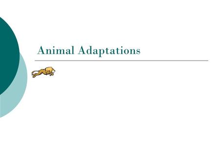 Animal Adaptations.