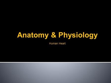 Human Heart Anatomy & Physiology. Basics Where is your heart? What does your heart do? Pumps Blood.