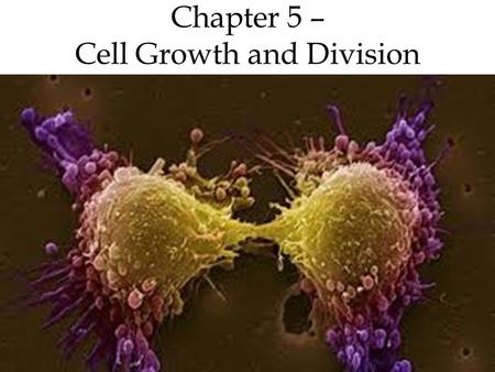 Chapter 5 – Cell Growth and Division. The cell cycle is the regular pattern of growth for cells and has 4 main phases 3.Gap 2 (G 2 ) More growth Another.