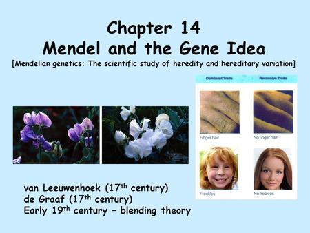 Chapter 14 Mendel and the Gene Idea [ Mendelian genetics: The scientific study of heredity and hereditary variation] van Leeuwenhoek (17 th century) de.