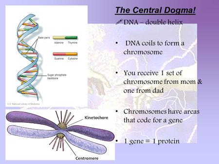  DNA – double helix DNA coils to form a chromosome You receive 1 set of chromosome from mom & one from dad Chromosomes have areas that code for a gene.