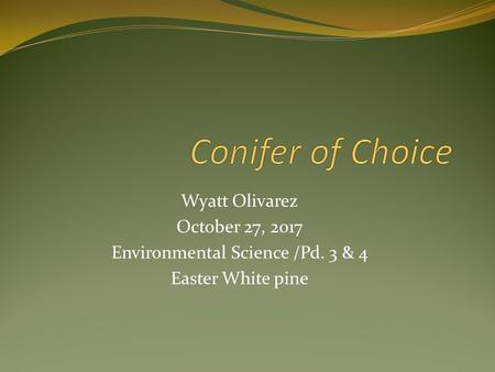Wyatt Olivarez October 27, 2017 Environmental Science /Pd. 3 & 4 Easter White pine.