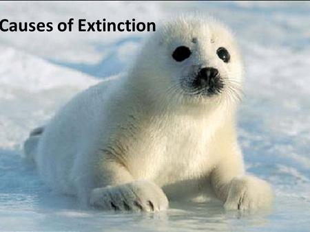 Causes of Extinction. Non-human causes of extinction: Volcanic events Ocean temperature change Sea level changes Meteorites Glaciations Global climate.