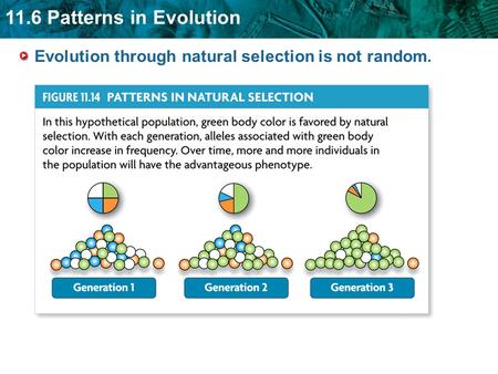 11.6 Patterns in Evolution Evolution through natural selection is not random.