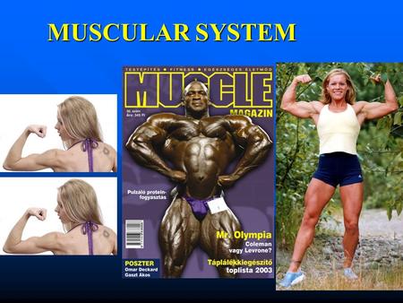 MUSCULAR SYSTEM. MUSCLES The human body has over 600 muscles All muscles are capable of contracting and relaxing. Muscle makes up 50% of total body.